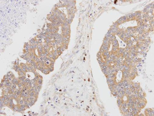 MSTO1 antibody