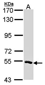 MSTO1 antibody