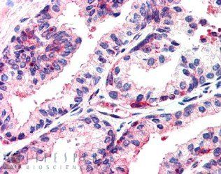 Goat anti-MSX1 Antibody