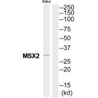 MSX2 antibody
