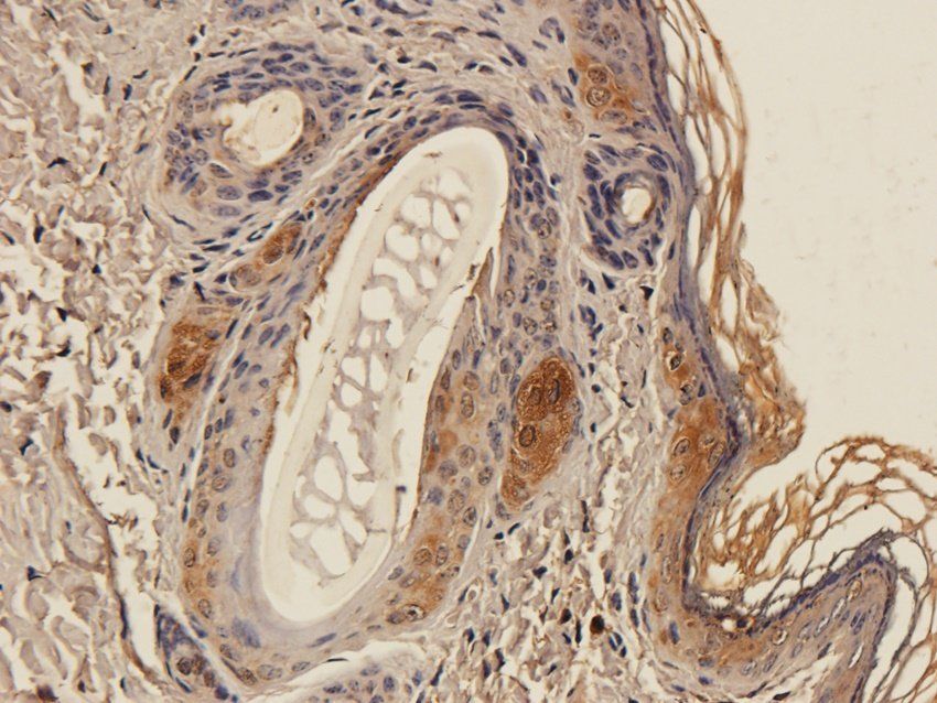 MT-ATP8 antibody