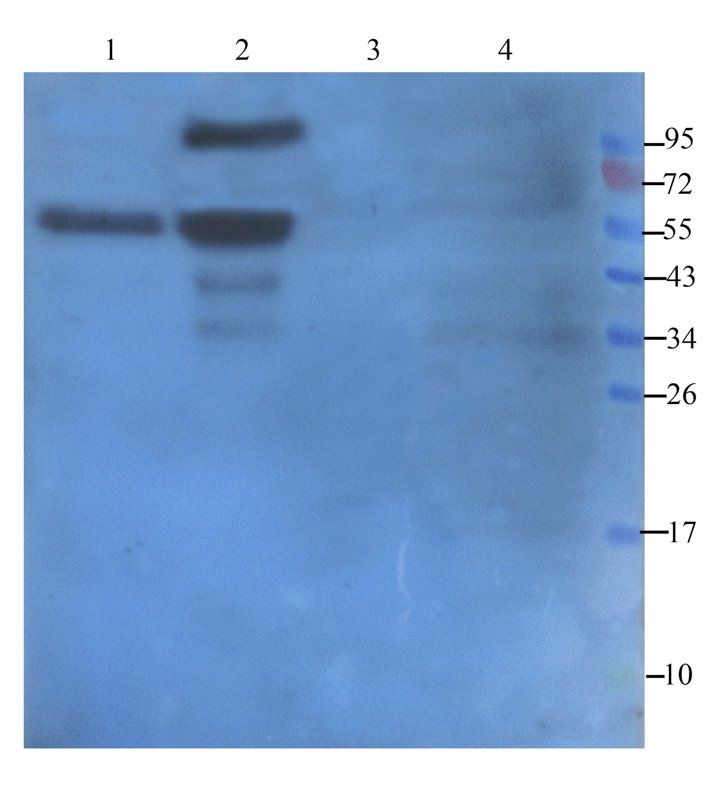 MT-ATP8 antibody