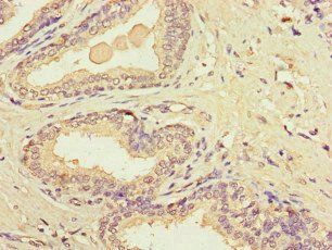 MT-CO1 Antibody