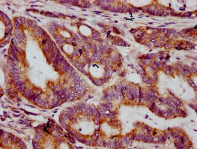 MT-CO2 Antibody