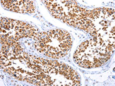 MT-CO2 Antibody