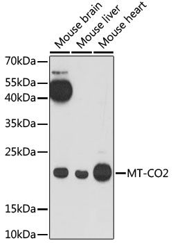 MT-CO2 antibody