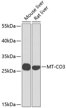 MT-CO3 antibody