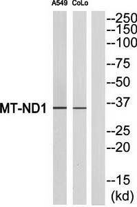 MT-ND1 antibody