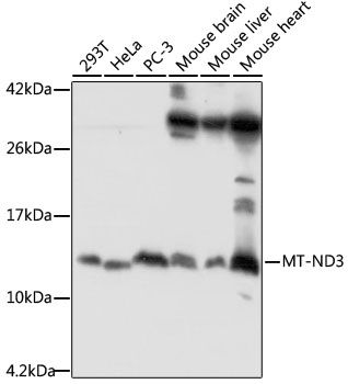 MT-ND3 antibody
