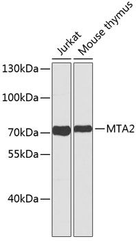 MTA2 antibody