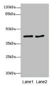 MTCH1 antibody