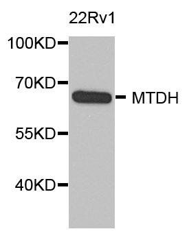 MTDH antibody