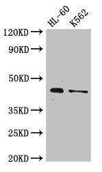 MTERF1 Antibody