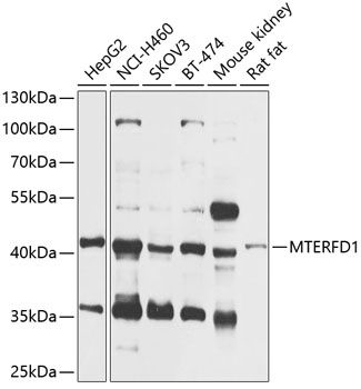 MTERFD1 antibody