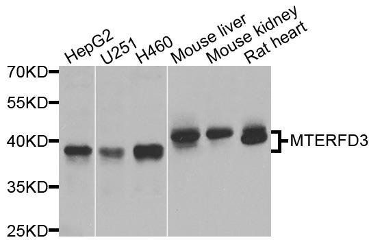 MTERFD3 antibody