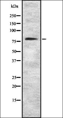 MTF1 antibody