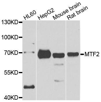 MTF2 antibody