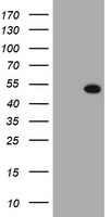 MTFMT antibody