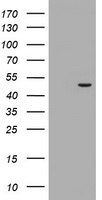 MTFMT Antibody