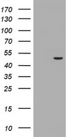 MTFMT antibody