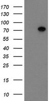 MTFMT antibody