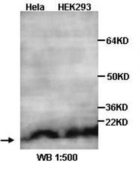 MTH1 Rabbit Polyclonal Antibody
