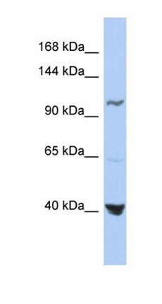 MTHFD1 antibody