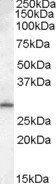 Goat anti-MTHFD2L Antibody