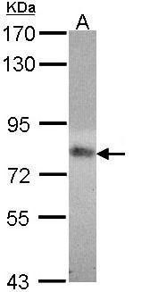 MAD2L1 Rabbit Polyclonal Antibody