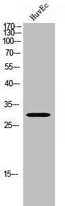 MTIF3 antibody