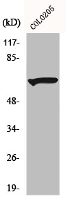 MTM1 antibody