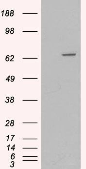 MTM1 antibody