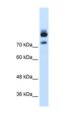 MTMR1 antibody