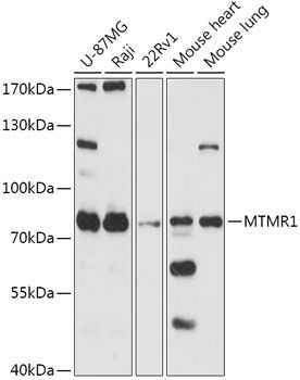 MTMR1 antibody