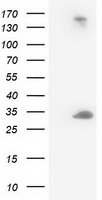 MTMR14 Antibody