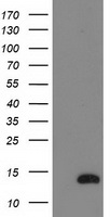 MTMR14 Antibody