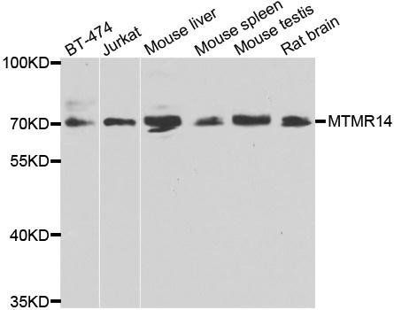 MTMR14 antibody