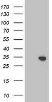 MTMR2 Antibody