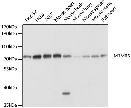 MTMR6 antibody