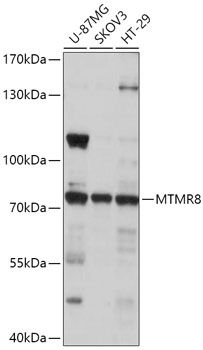 MTMR8 antibody