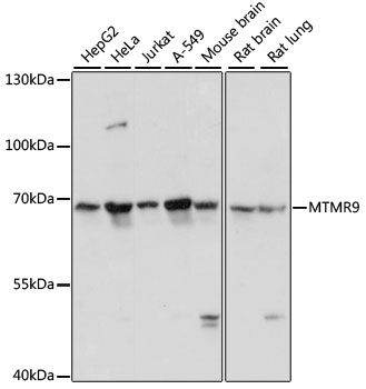 MTMR9 antibody