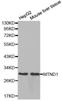 MTND1 antibody