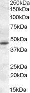 Goat anti-MTNR1A Antibody