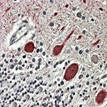 Goat anti-MTNR1B Antibody