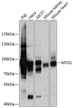 MTO1 antibody