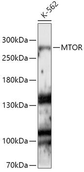 mTOR antibody