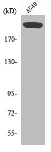 MTOR Antibody