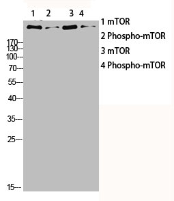 mTOR antibody