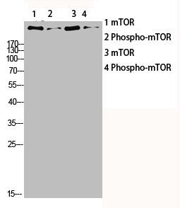 MTOR Antibody