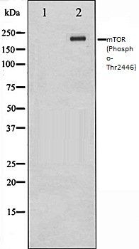 mTOR (Phospho-Thr2446) antibody
